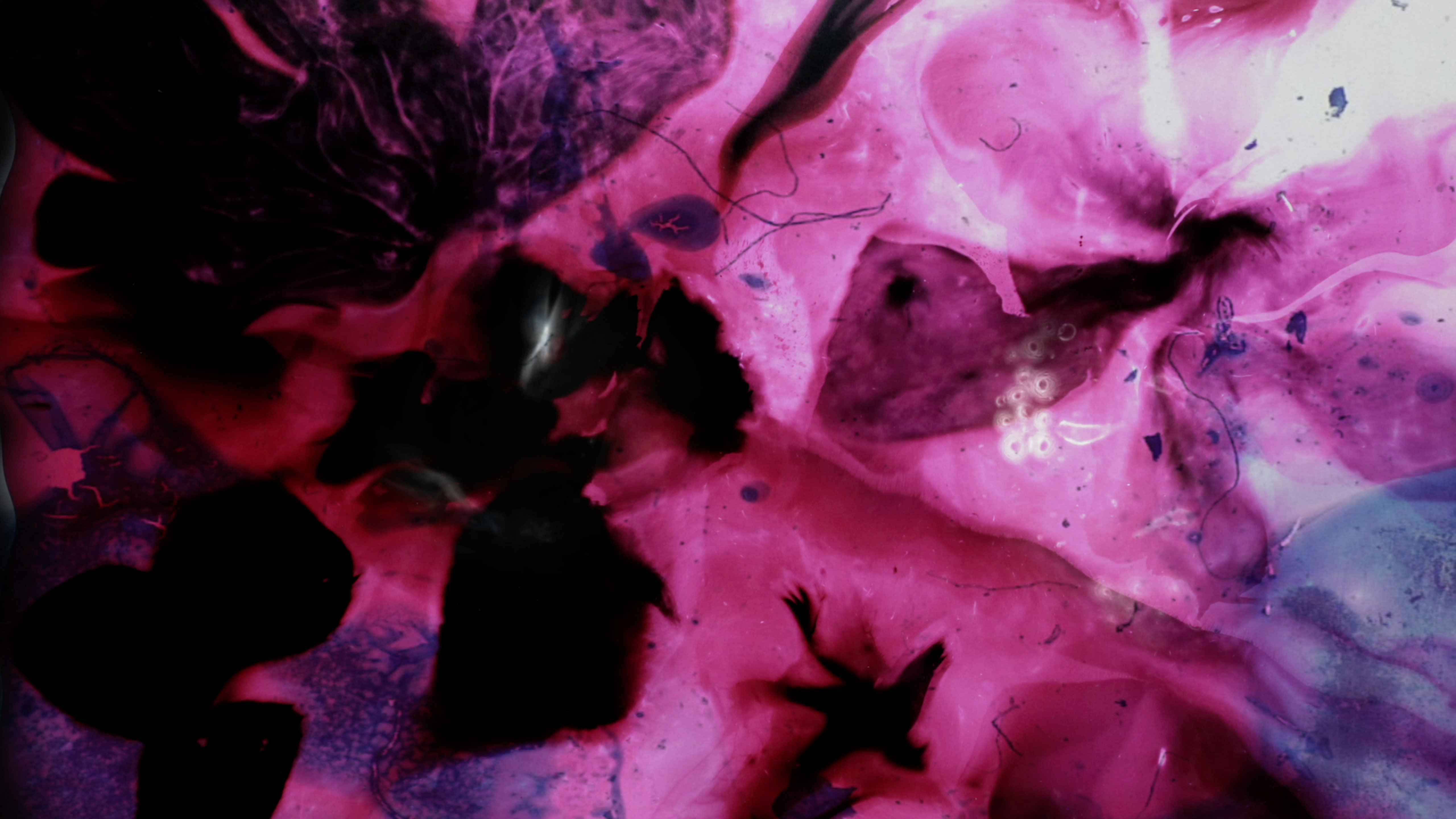 Maarja Nuut ' A FEAST' - HART OF THE WOOD VISUAL