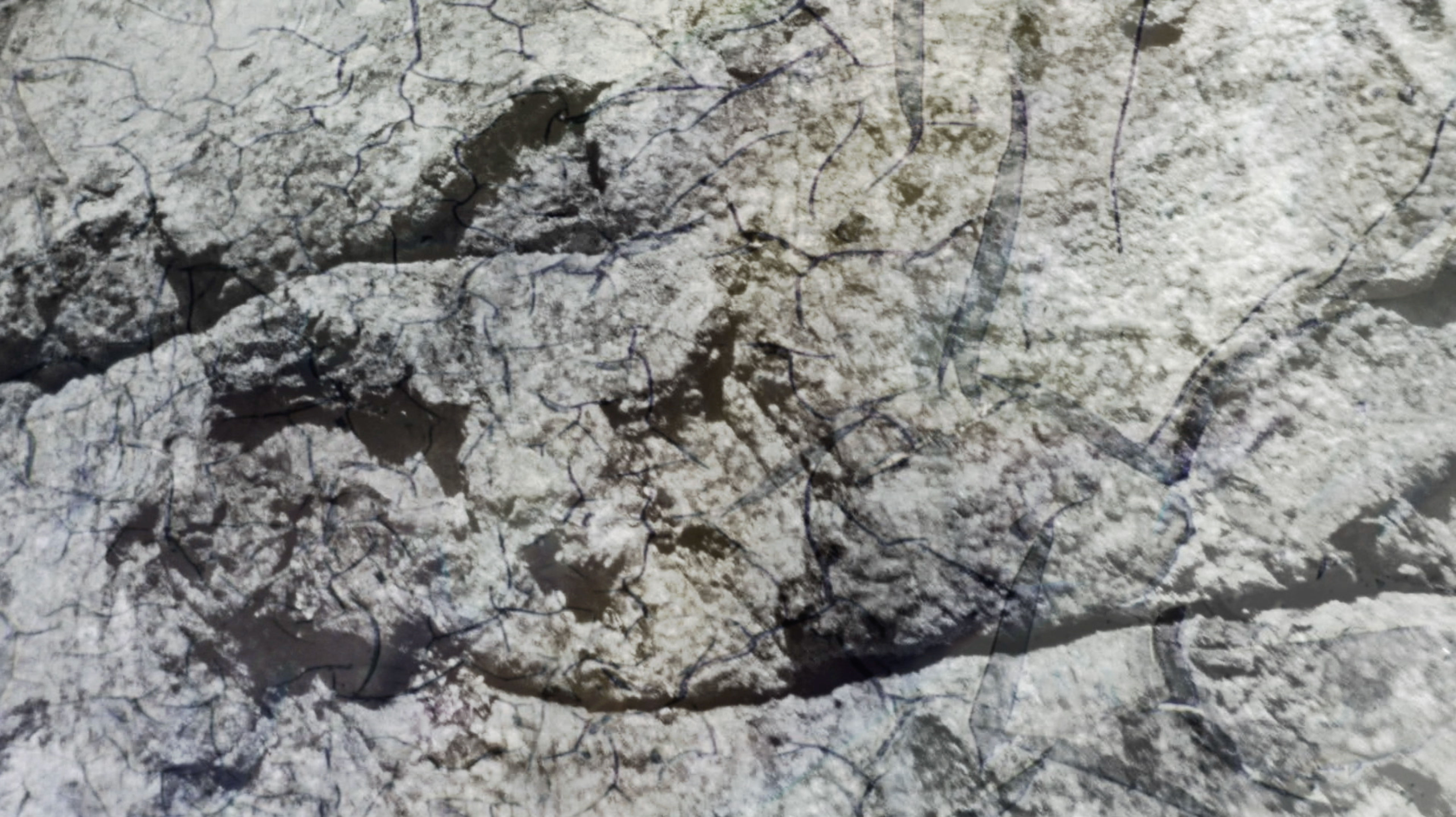 Maarja Nuut ' A FEAST' - HART OF THE WOOD VISUAL